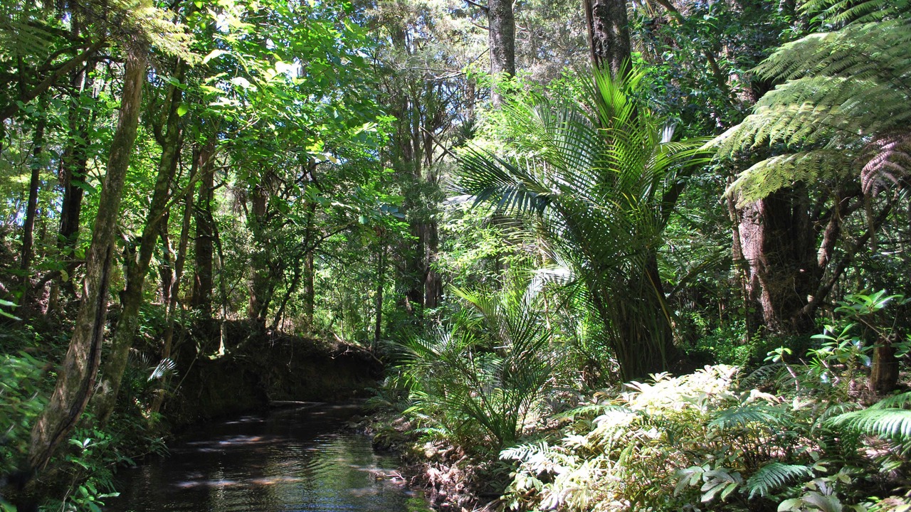 Photo of Outdoor in Parua Bay