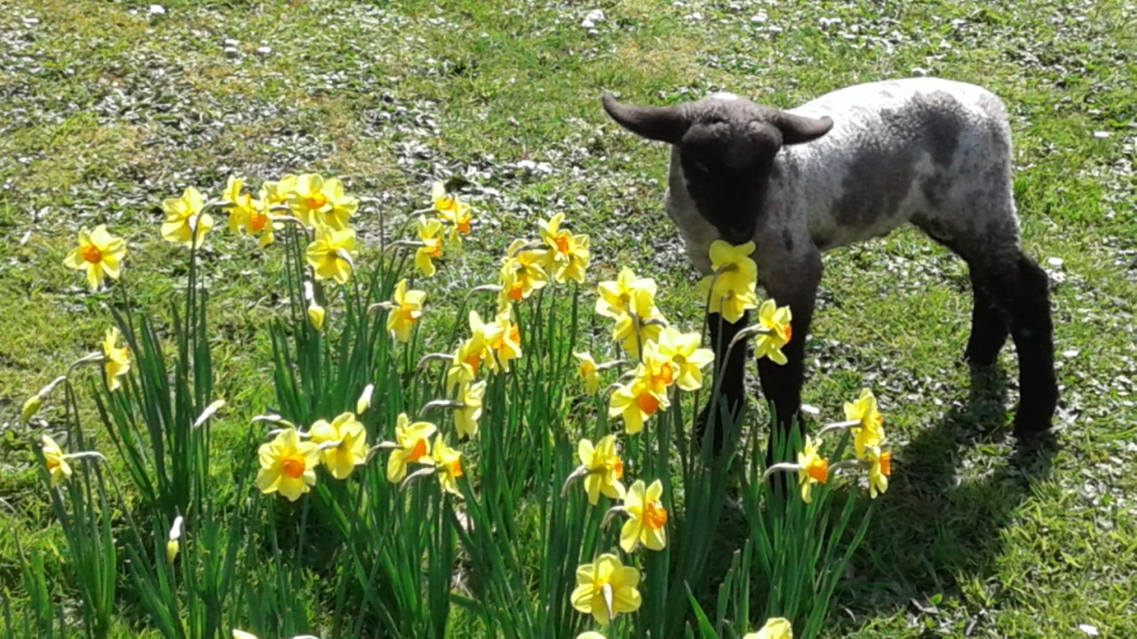 Photo of Others in Parua Bay