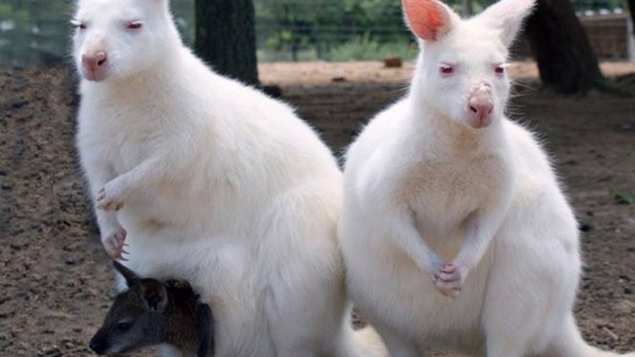 Photo of Others in Brousses-et-Villaret