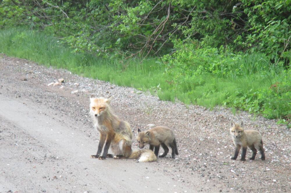 Photo of Others in Cape Dauphin