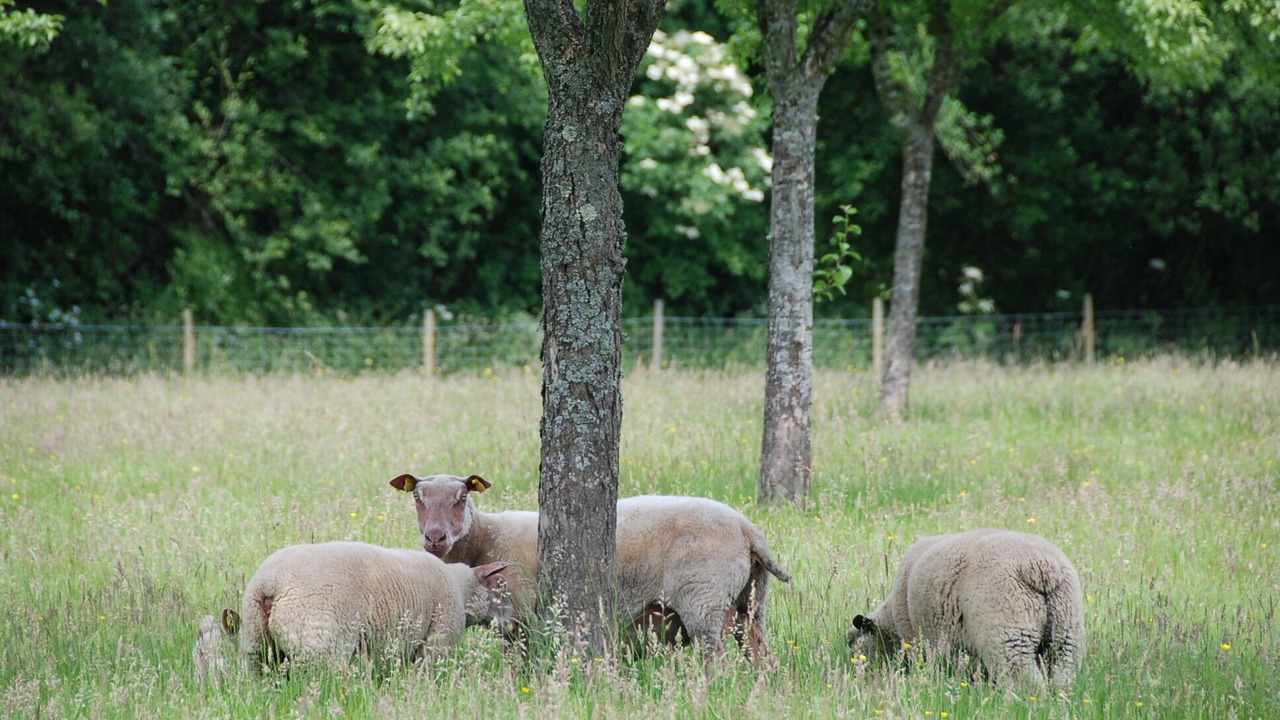 Photo of Outdoor in Moyaux