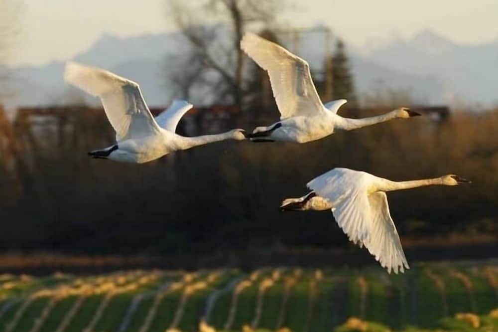 Photo of Others in Snohomish