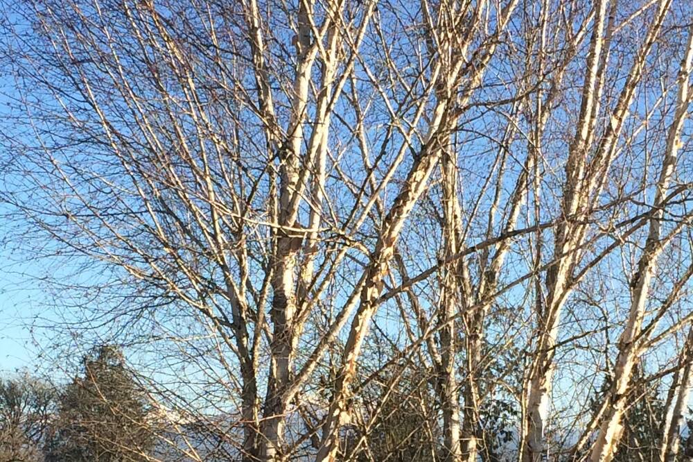 Photo of Others in Snohomish