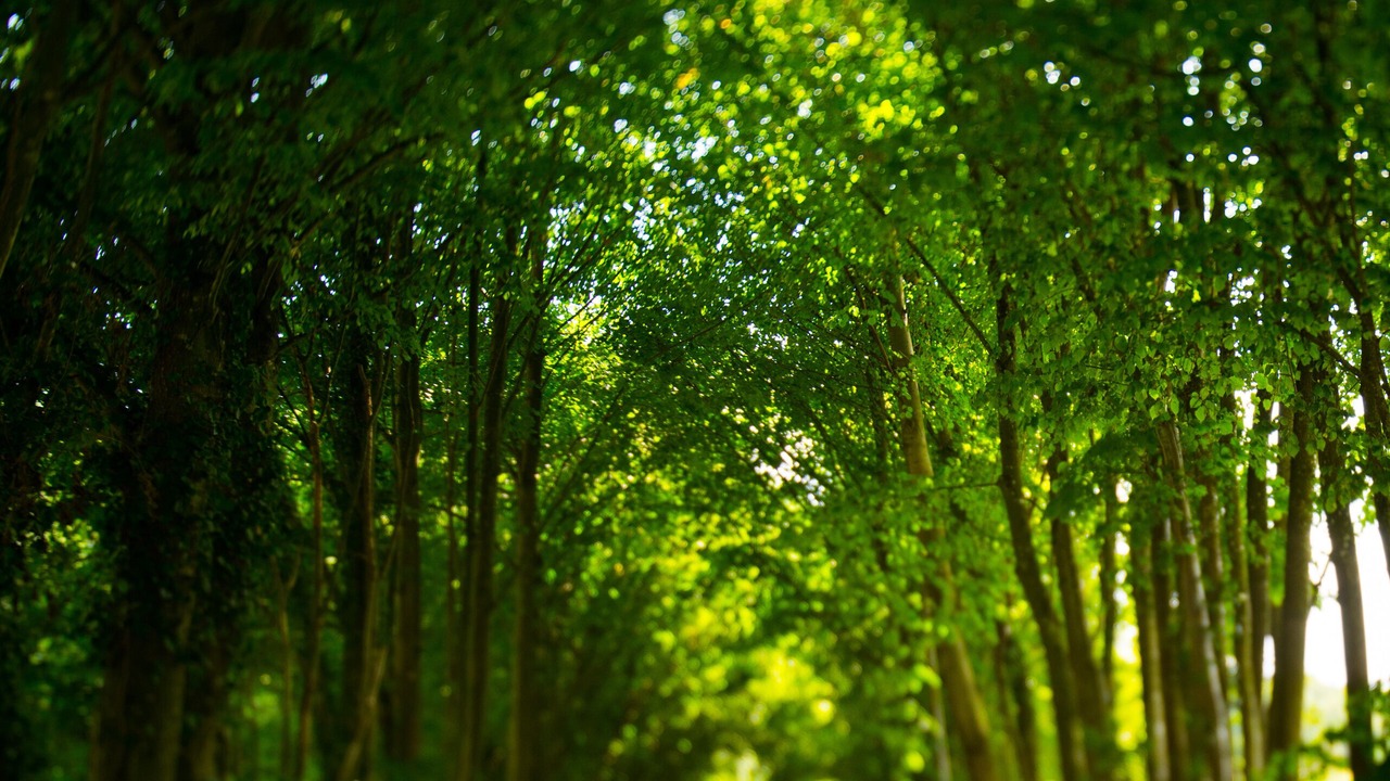 Photo of Outdoor in Trange