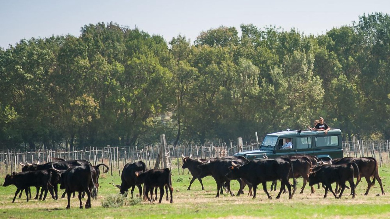 Photo of Others in Le Grau-Du-Roi