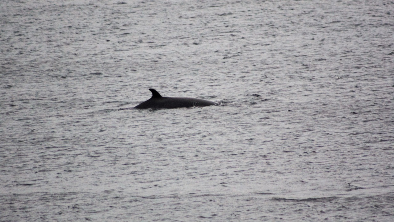 Photo of Others in Dildo