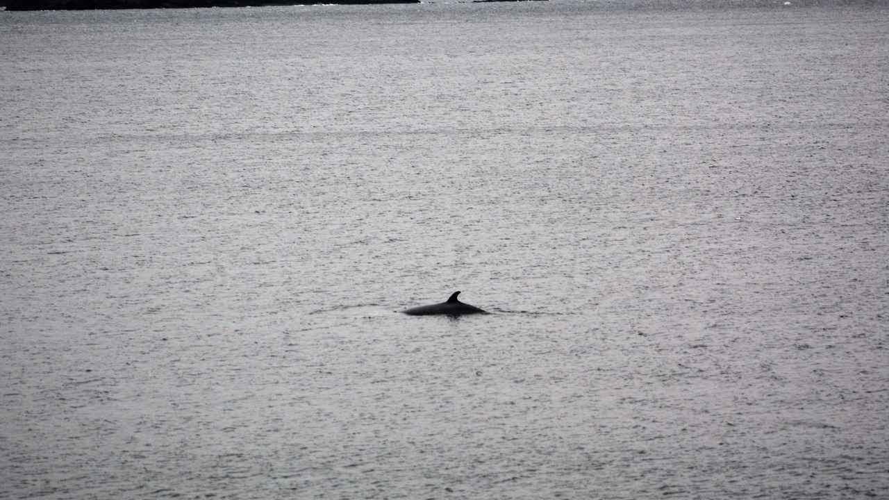 Photo of Others in Dildo