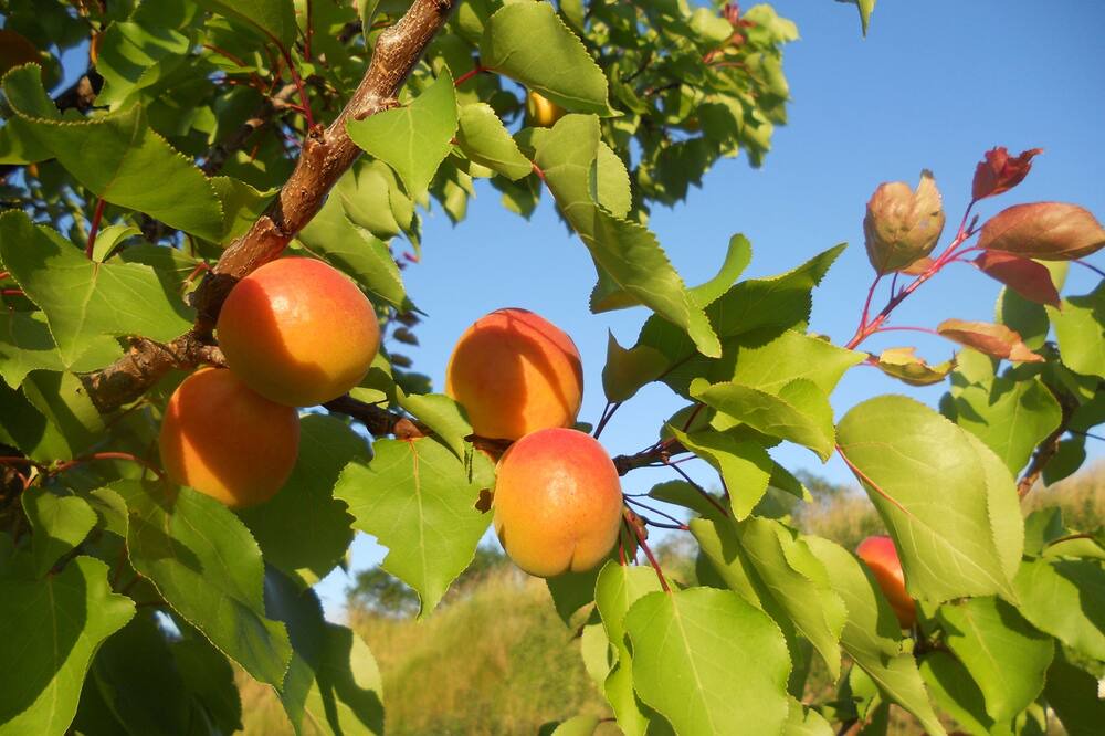 Photo of Outdoor in Mirmande