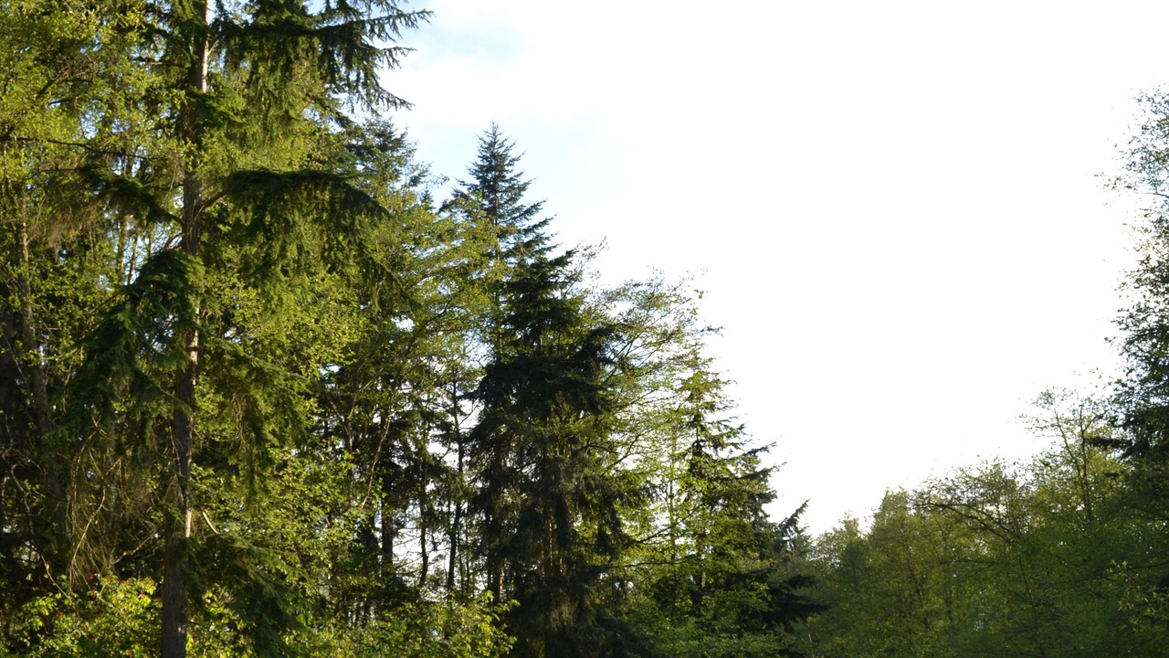 Photo of Outdoor in Oak Harbor