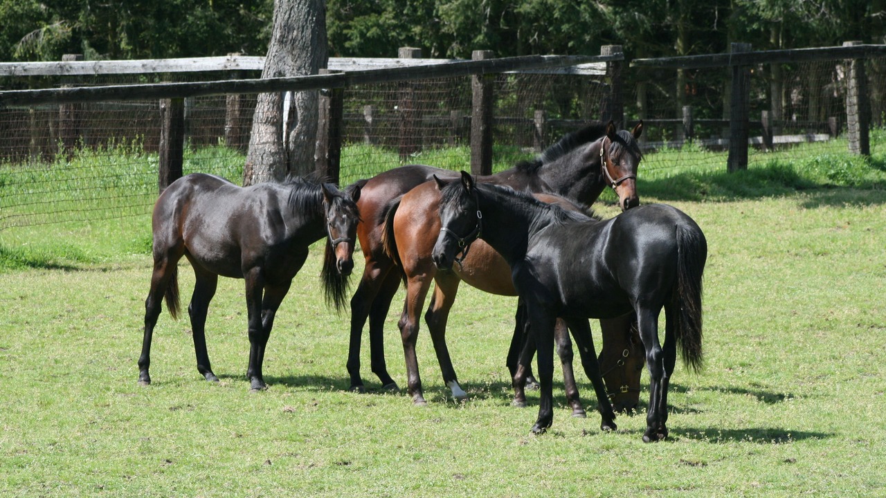 Photo of Outdoor in Oak Harbor