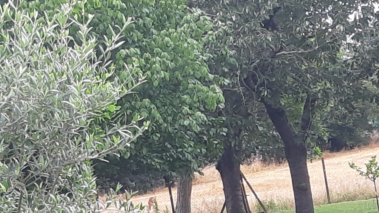 Photo of Others in Carbonne