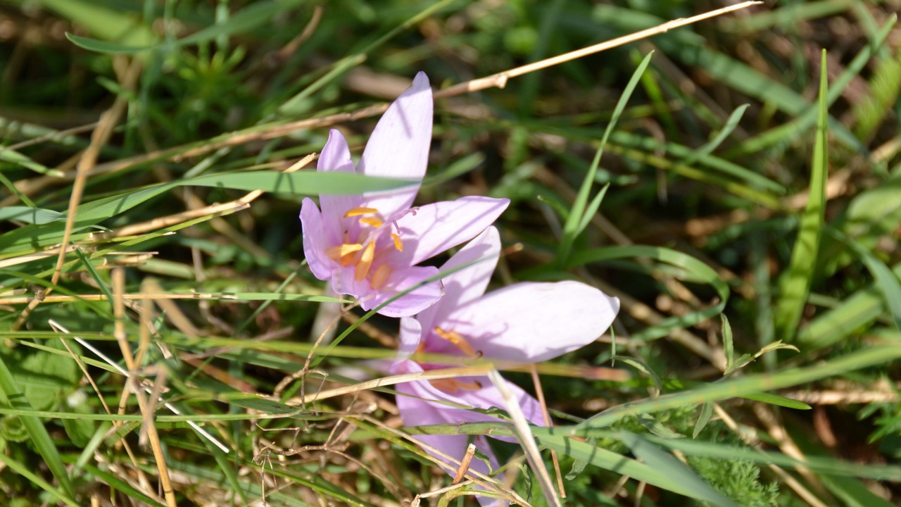 Photo of Outdoor in Saint-Bonnet-en-Champsaur