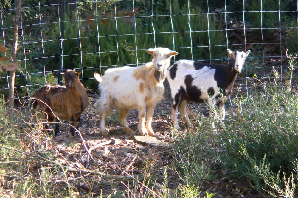 Photo of Others in Montauriol