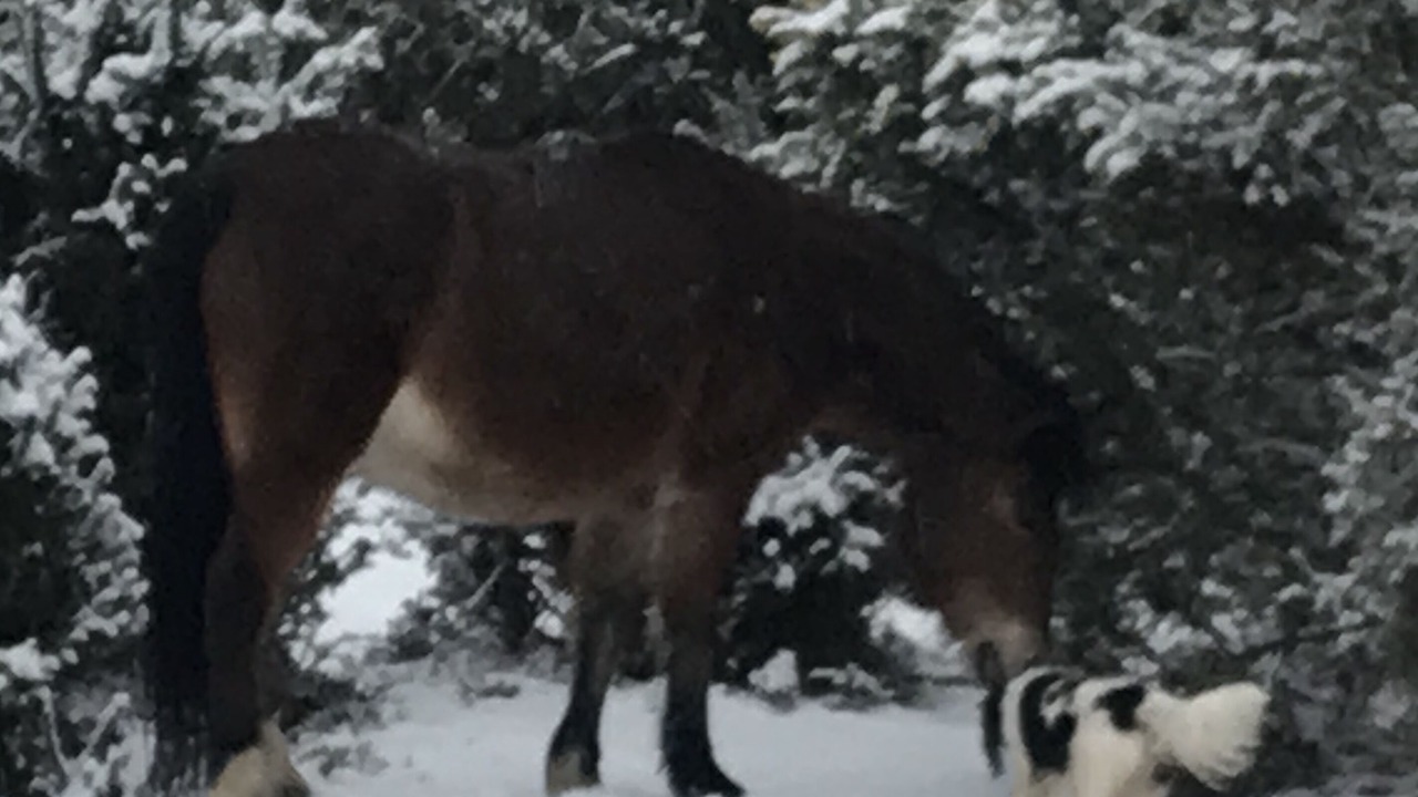 Photo of Others in Redlynch