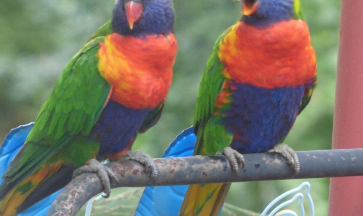 Photo of Outdoor in Mount Hutton