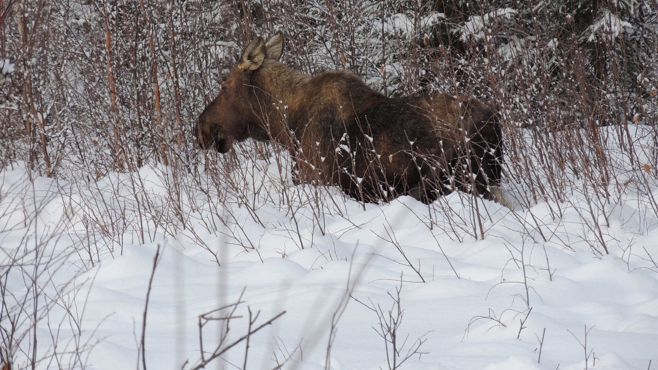 Photo of Others in Talkeetna