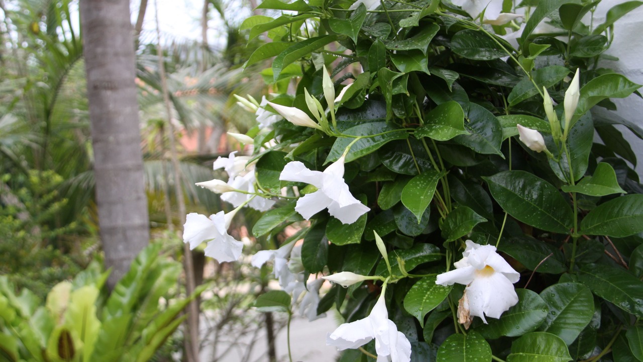 Photo of Outdoor in Chapel Hill