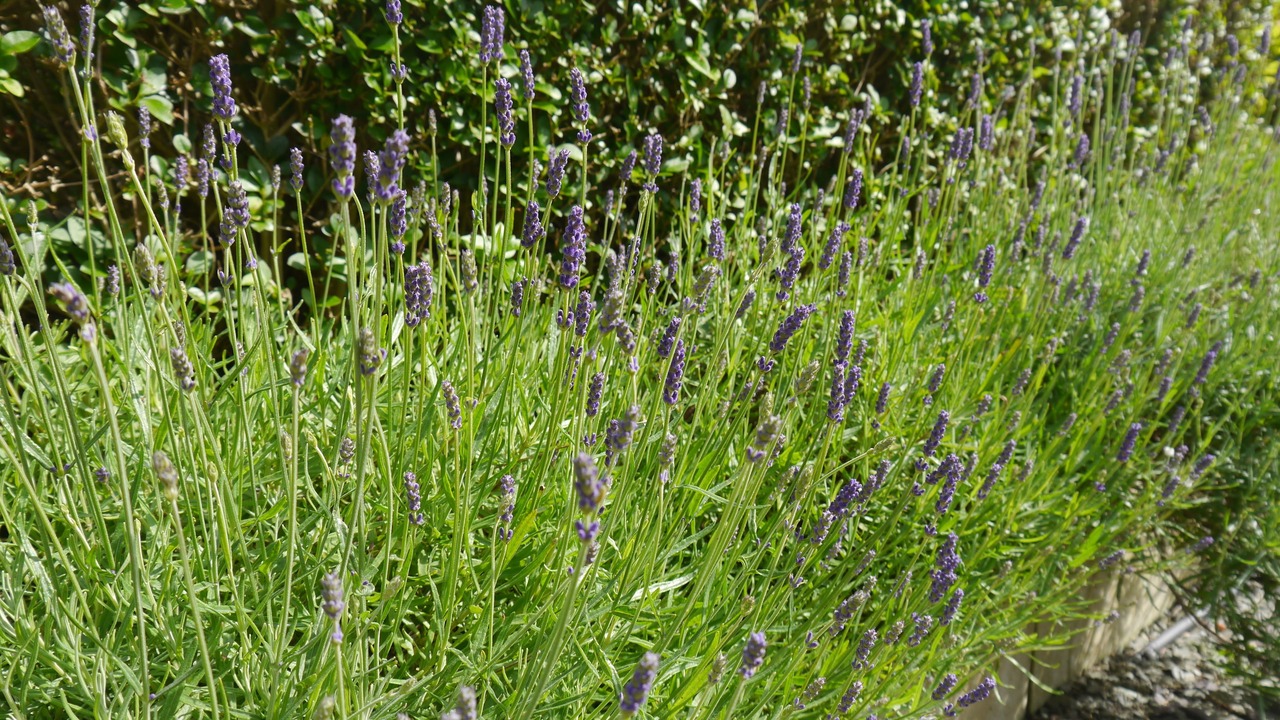 Photo of Outdoor in Windermere