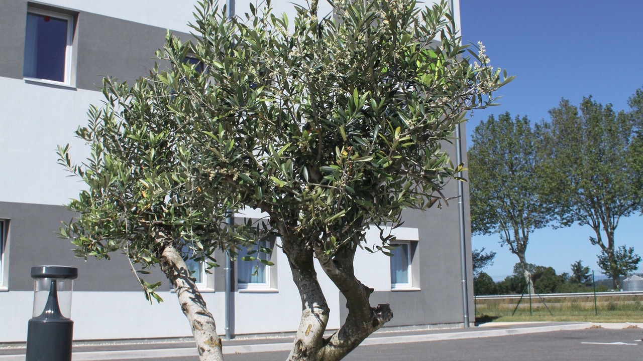 Photo of Outdoor in Alixan