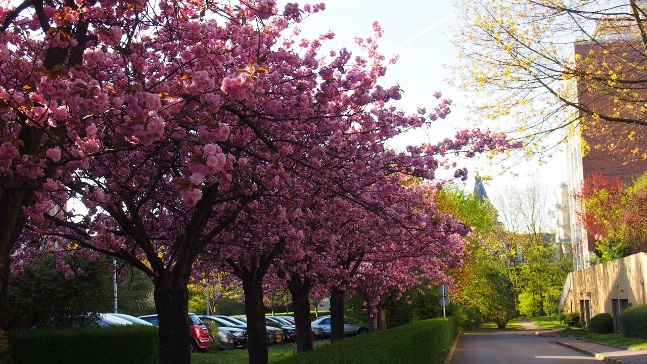 Photo of Outdoor in Marcq-en-Baroeul