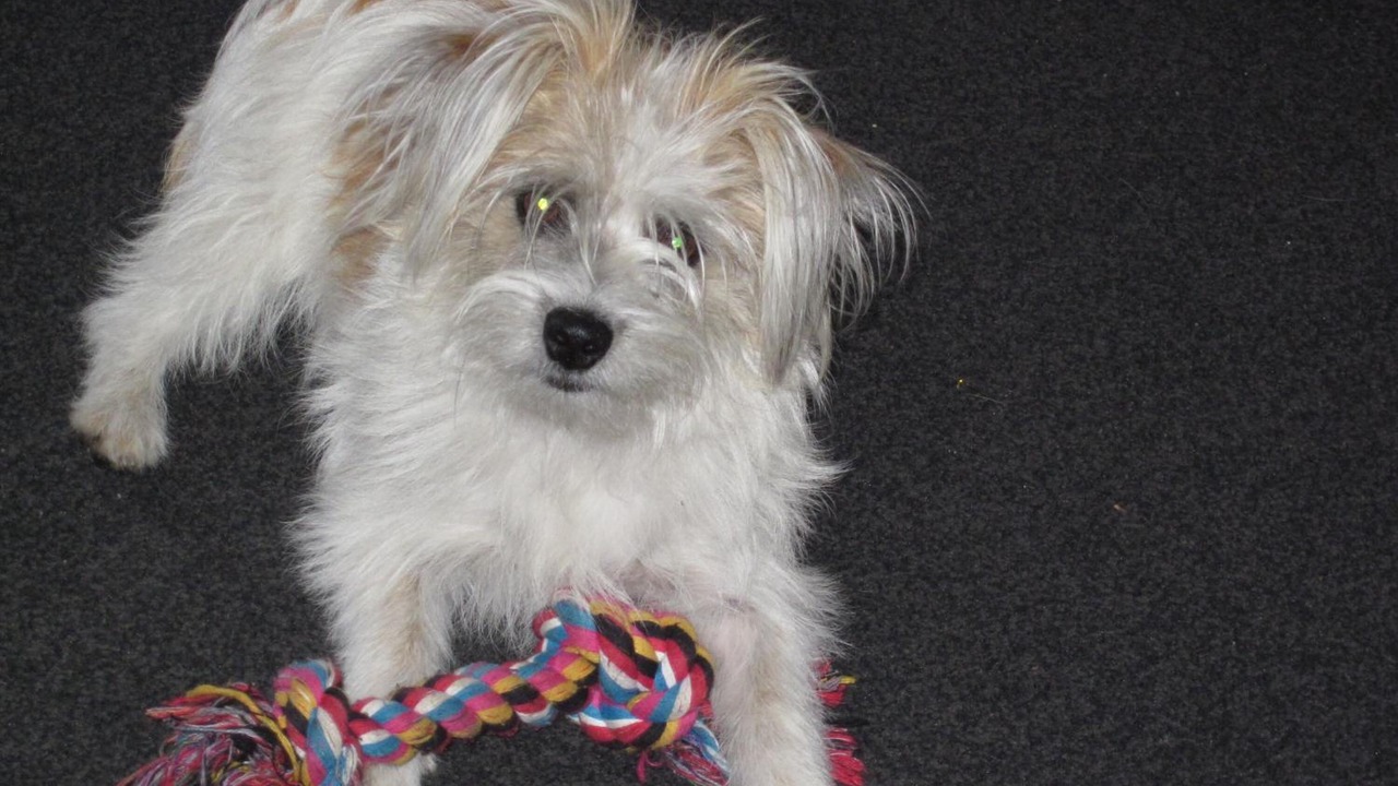 Photo of Others in Hawera