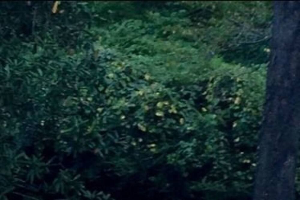 Photo of Outdoor in Port Gibson