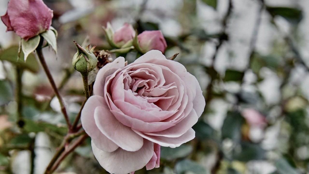 Photo of Outdoor in Blokhus