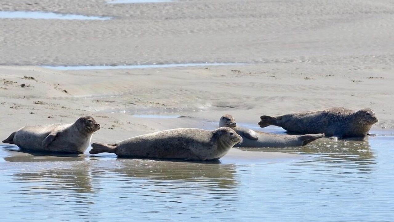 Photo of Others in Berck-sur-Mer
