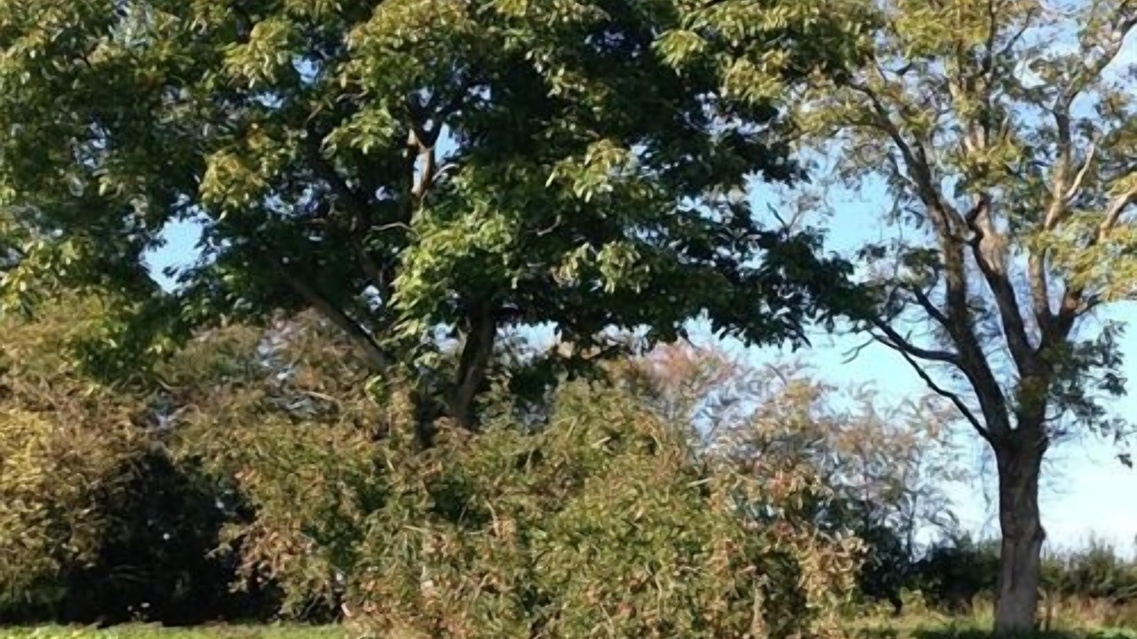 Photo of Outdoor in Eclaibes