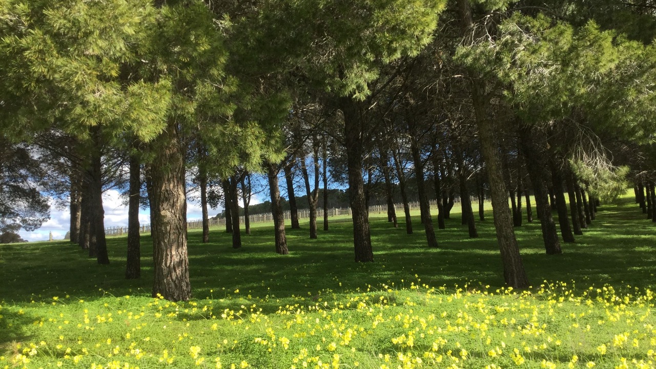 Photo of Outdoor in Angaston