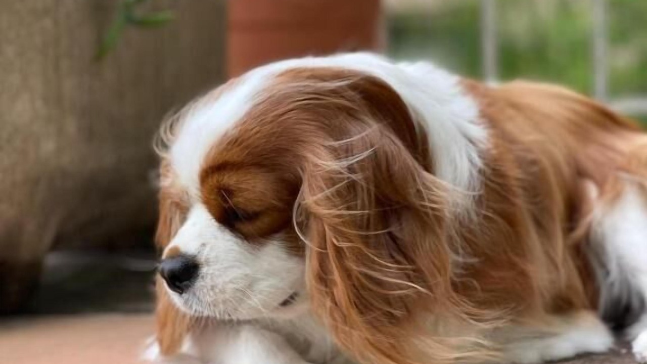 Photo of Others in Villefranche-sur-Mer