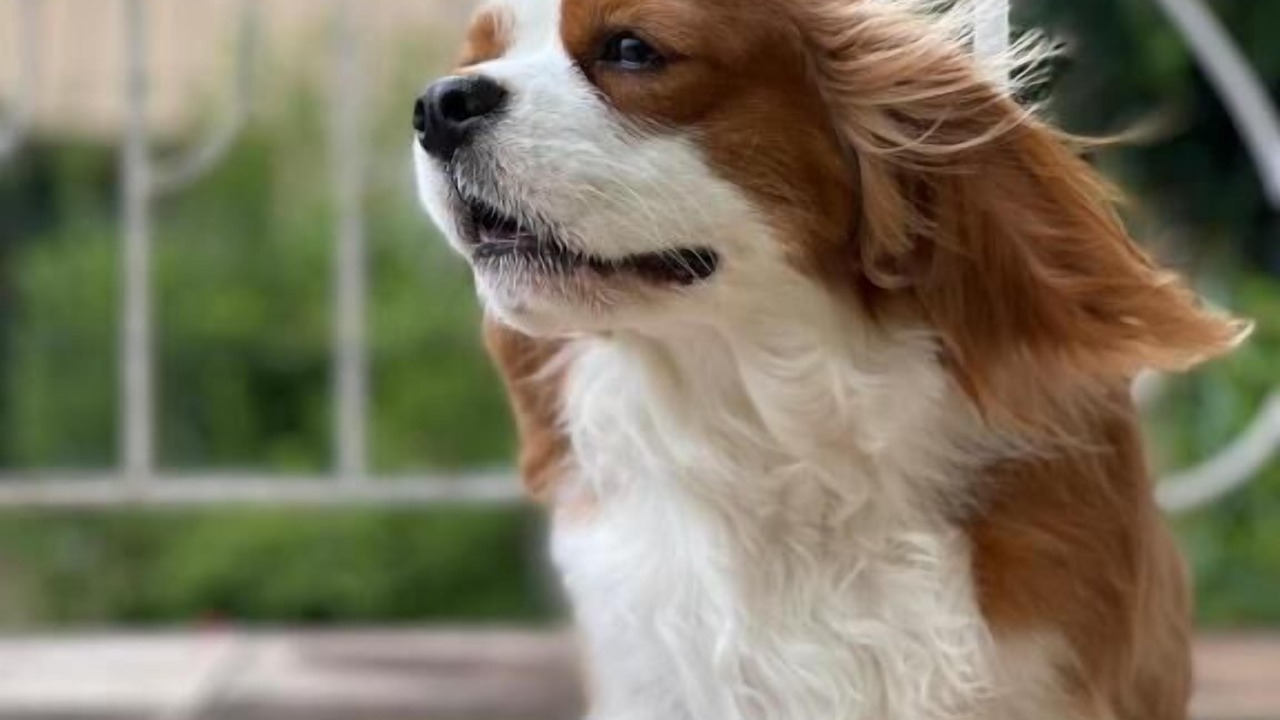 Photo of Others in Villefranche-sur-Mer