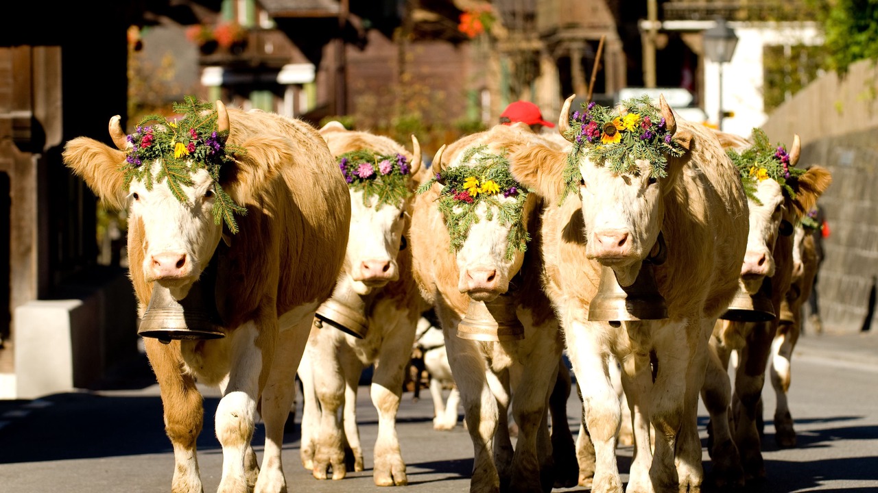 Photo of Outdoor in Saanen