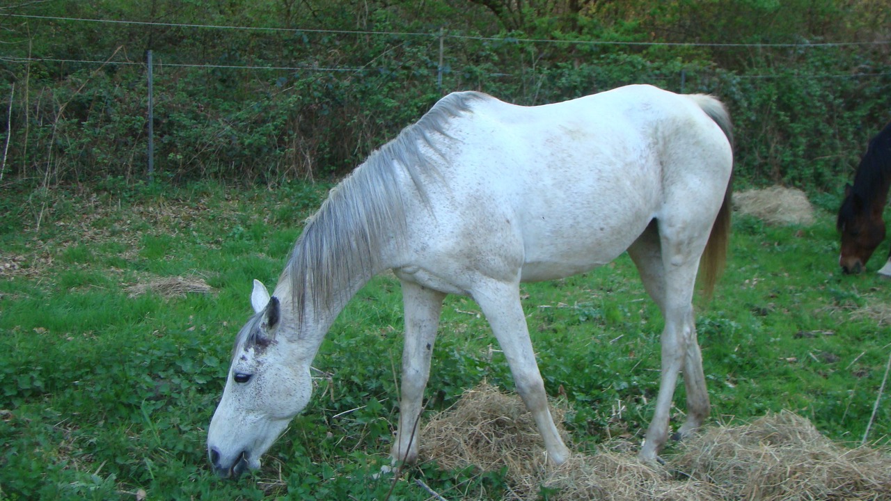 Photo of Others in Saint-Jean-aux-Bois