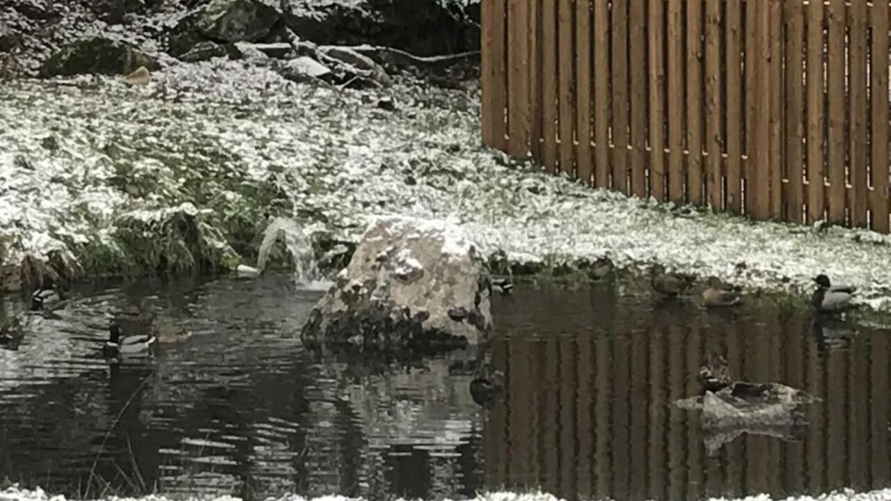 Photo of Others in Tendon