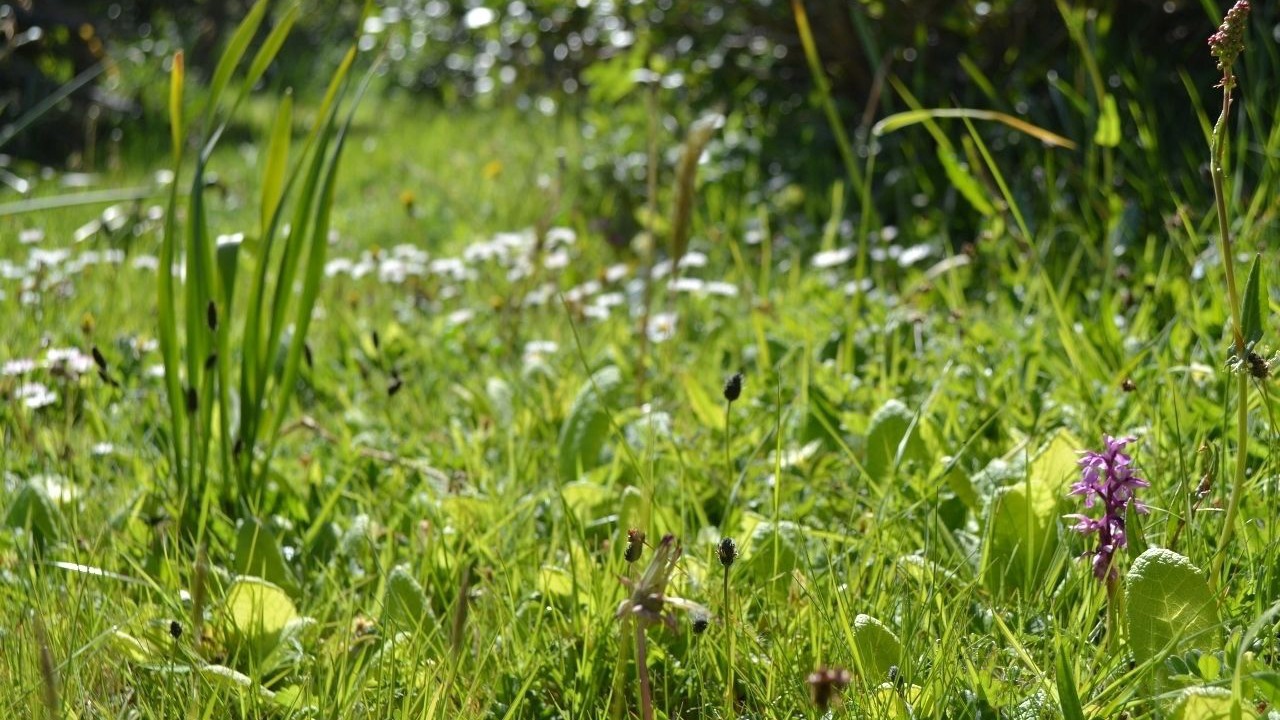 Photo of Others in Grade