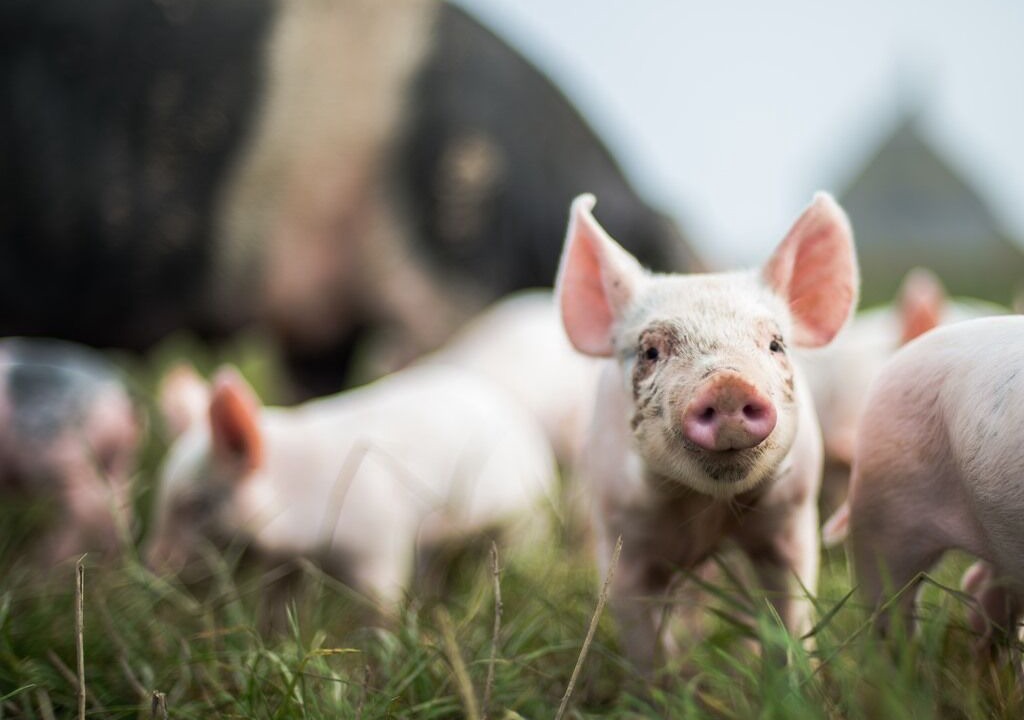 Photo of Others in Swindon