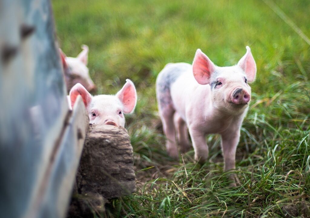 Photo of Others in Swindon