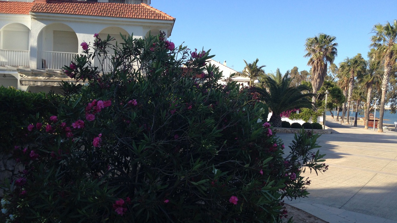 Photo of Outdoor in Sant Carles de la Rapita
