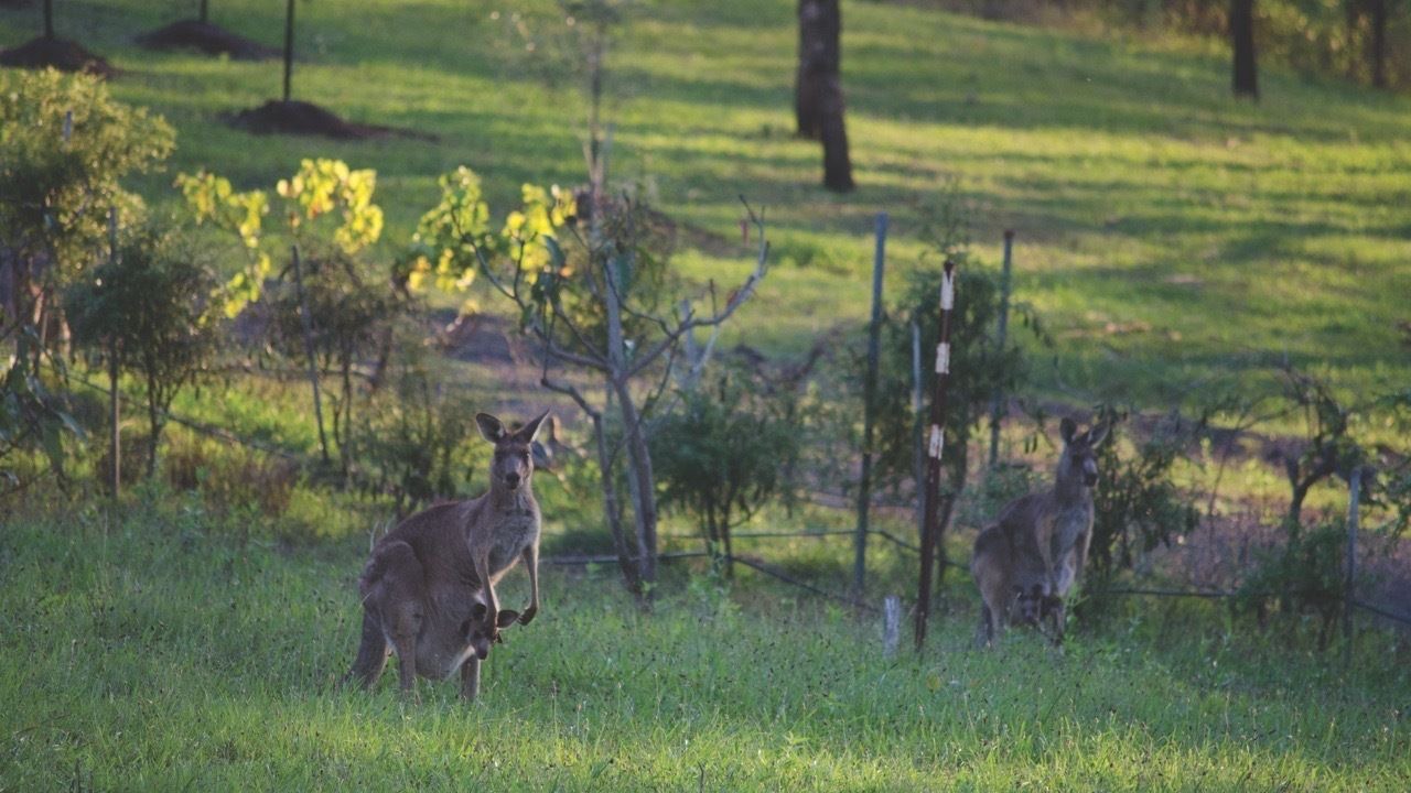 Photo of Outdoor in Lovedale