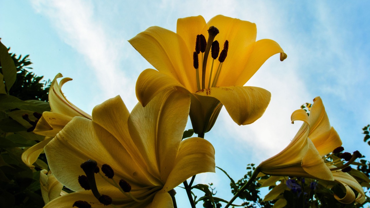 Photo of Outdoor in Villandry