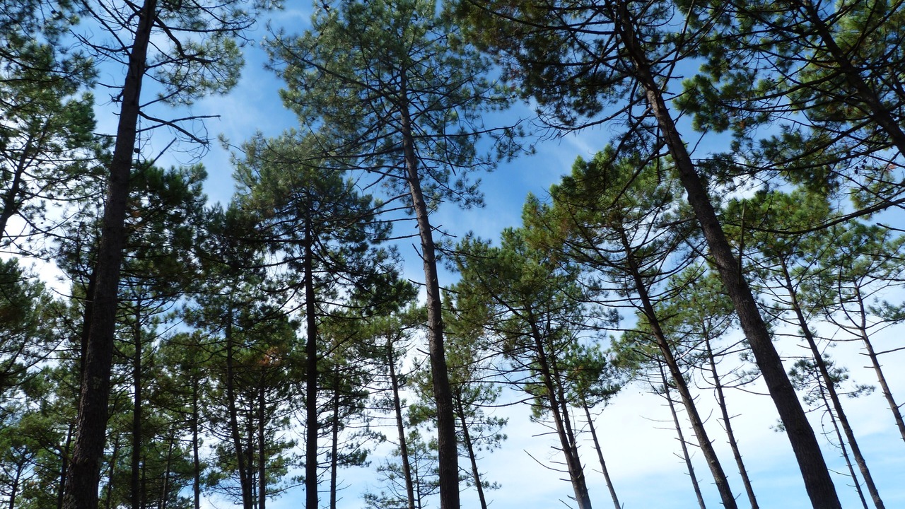 Photo of Outdoor in Mimizan-Plage