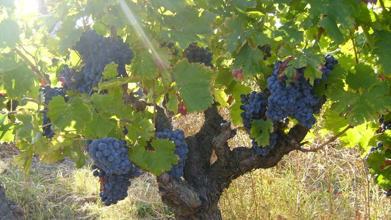 Photo of Outdoor in Brignoles