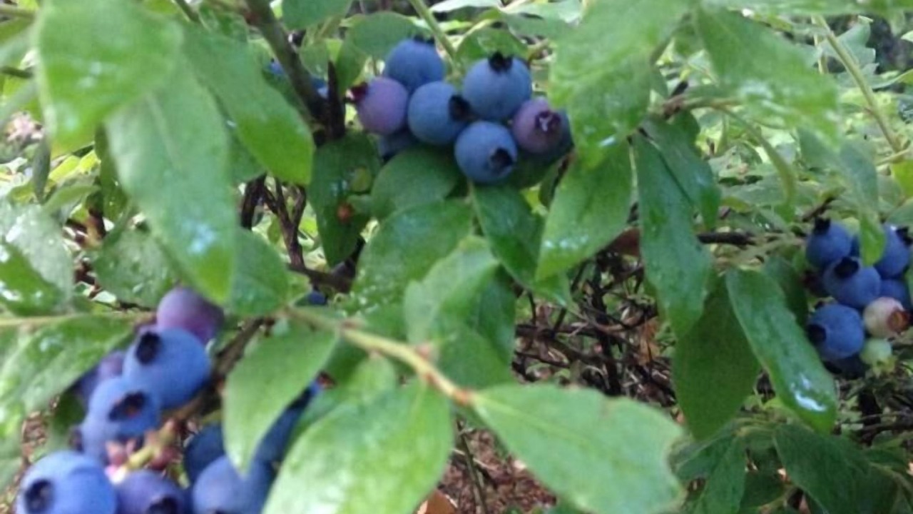 Photo of Outdoor in Dummer