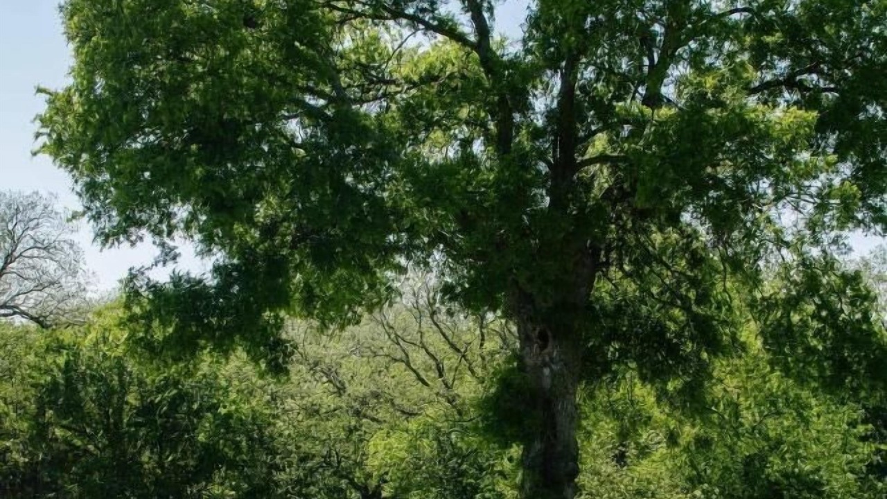 Photo of Others in San Saba
