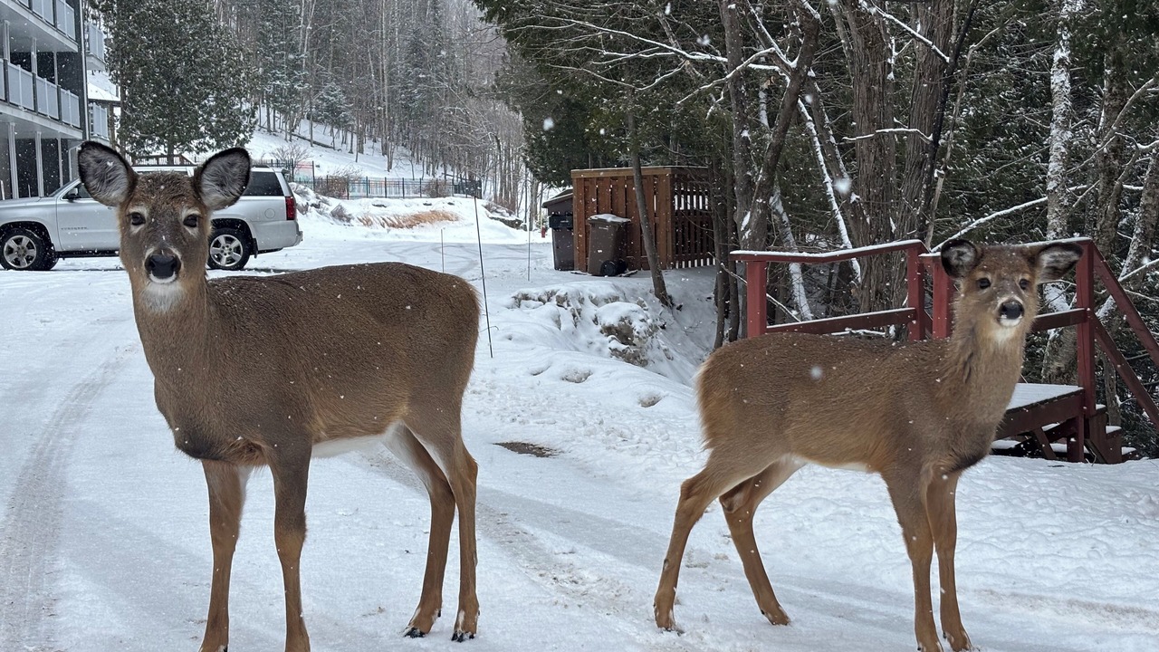 Photo of Outdoor in Mont-Tremblant Village