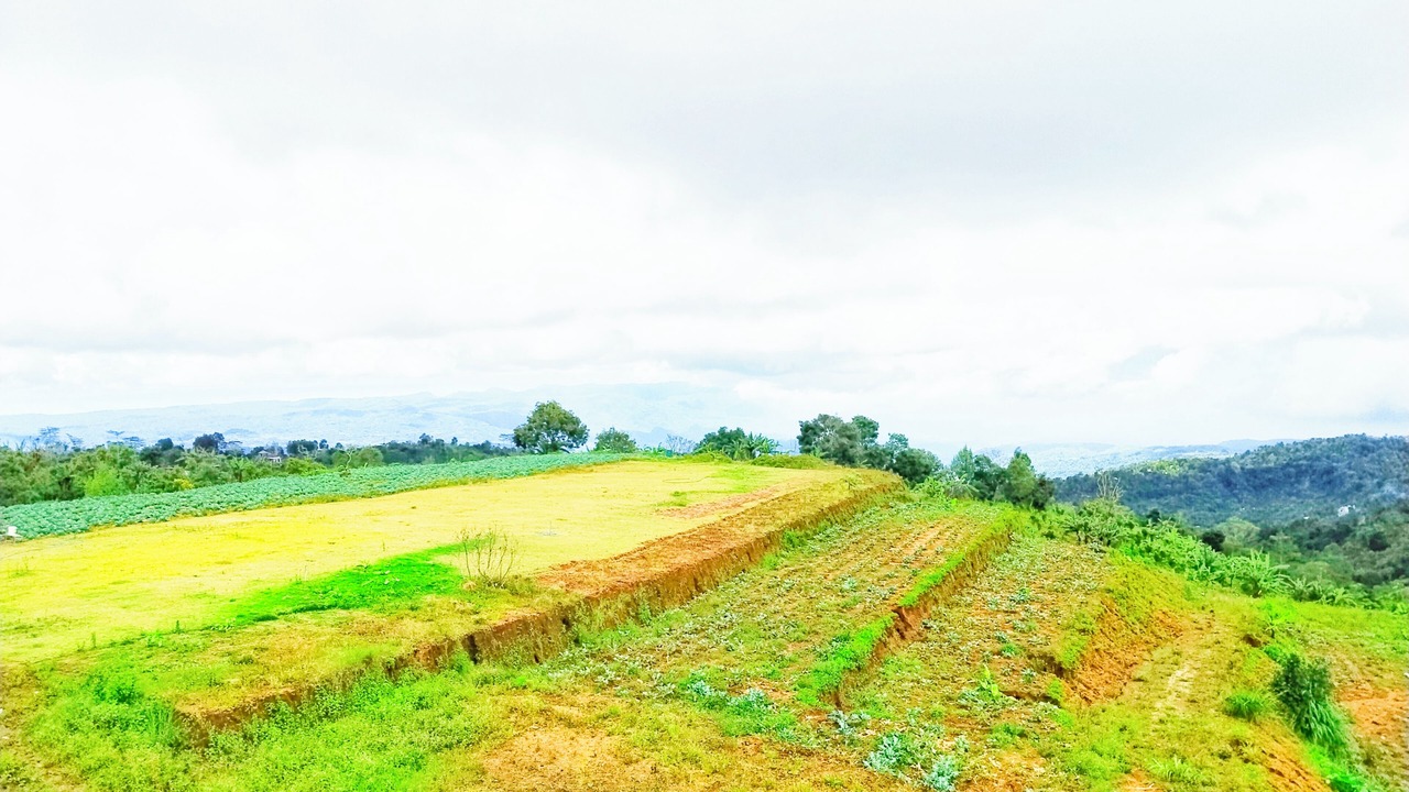 Photo of Outdoor in Munduk