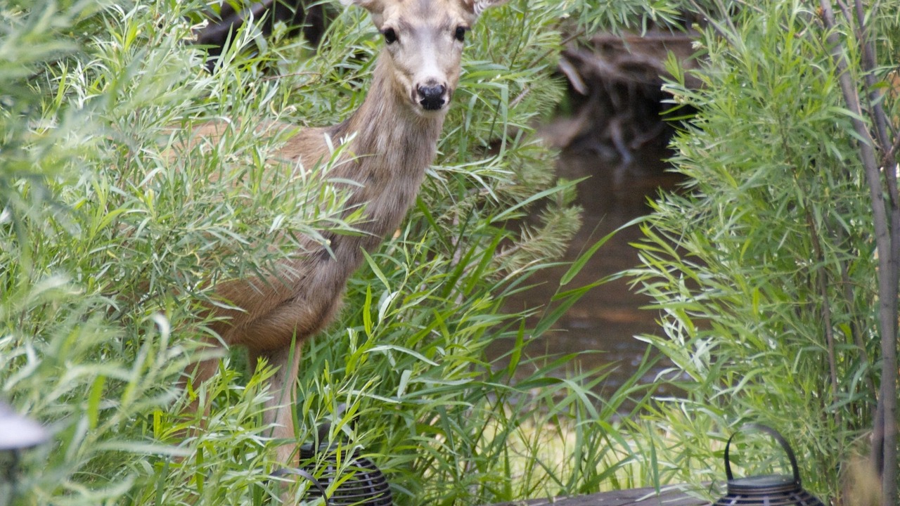 Photo of Others in Evergreen