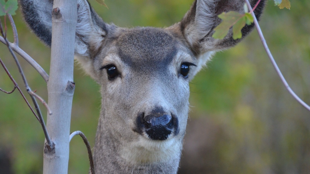 Photo of Others in Evergreen