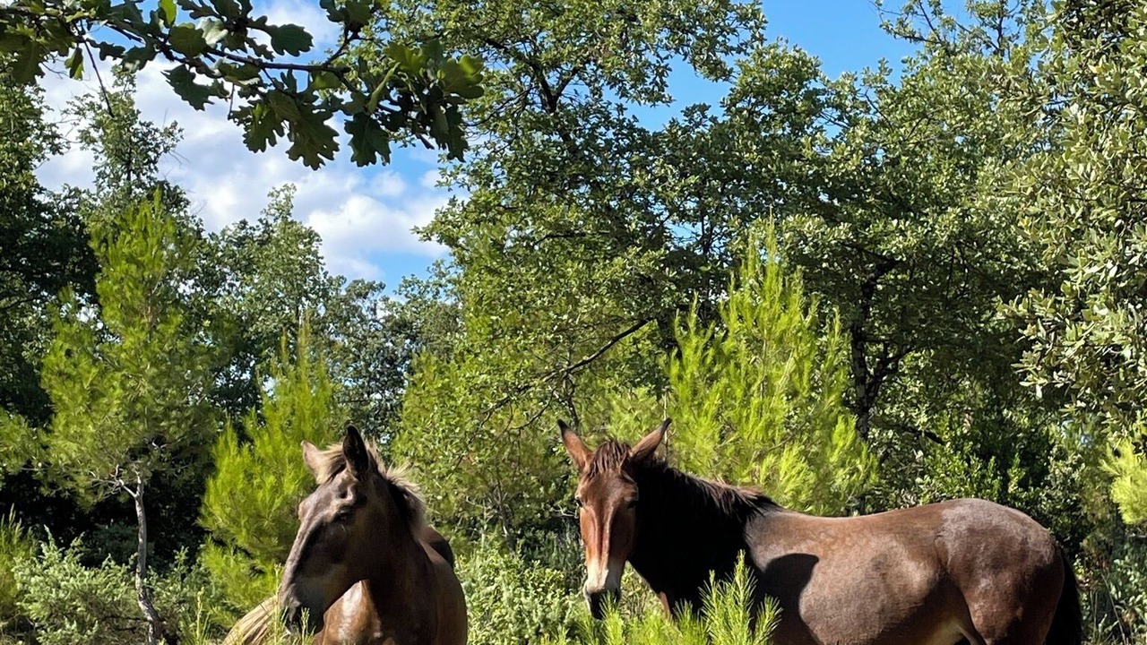 Photo of Outdoor in Saint-Paulet-de-Caisson